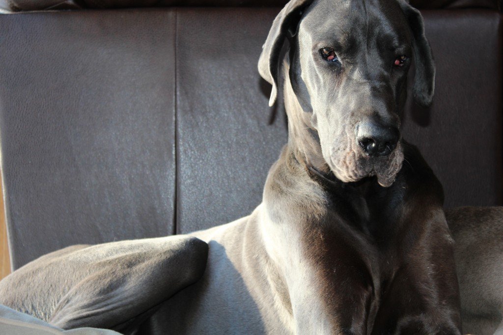 19, 2013 |  by ali  |  photos  |  no comments such a cute napper