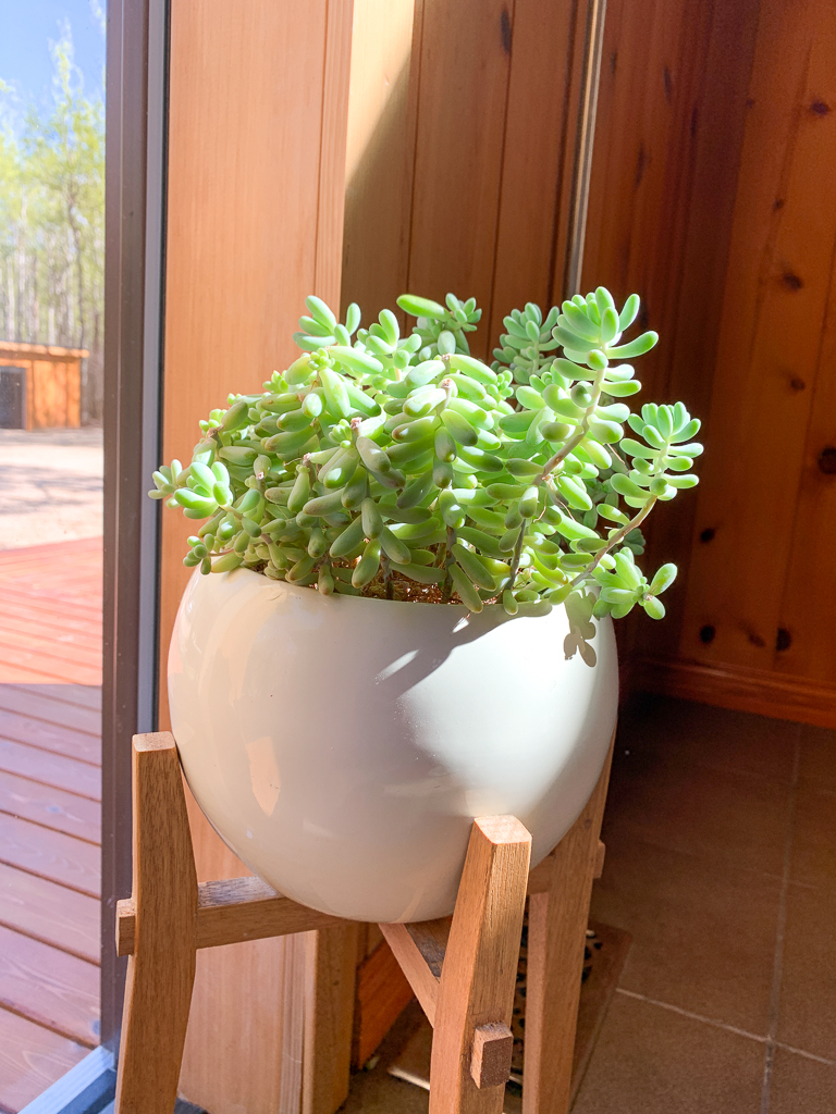 Project Plants 4.0 — 3ten — a lifestyle blog